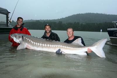 White Sturgeon